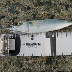 久しぶりの釣行