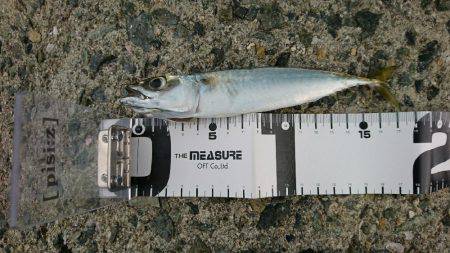 久しぶりの釣行