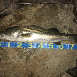 淀川ブリゲー ランカーシーバス