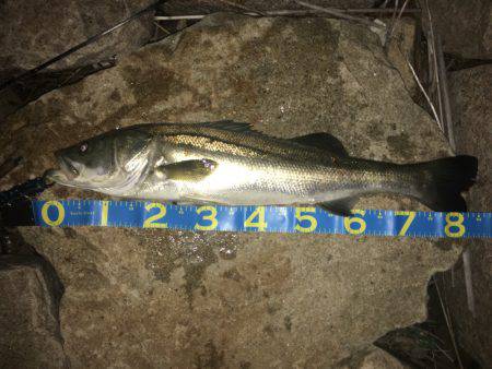 淀川ブリゲー ランカーシーバス