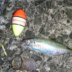 アジのカゴ釣り