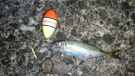 アジのカゴ釣り