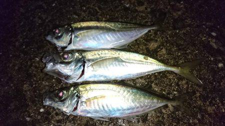 ウキ釣り（１本釣り）のアジ