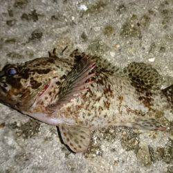 サビキ釣りの豆アジ