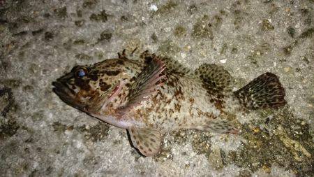 サビキ釣りの豆アジ