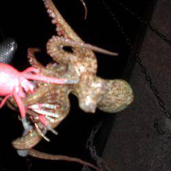 リリース・タコ