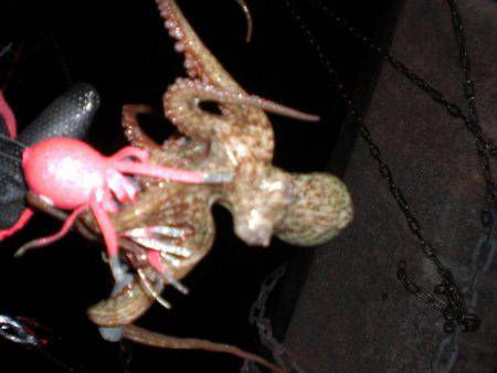 リリース・タコ