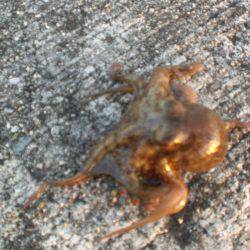 久しぶりの大物