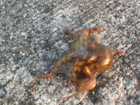 久しぶりの大物