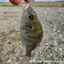 大キス狙いのはずが・・・まっいいか