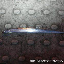 タチウオはどーしてる?