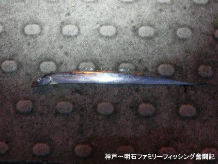 タチウオはどーしてる?