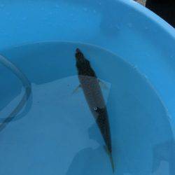 息子のタチウオ半デビュー