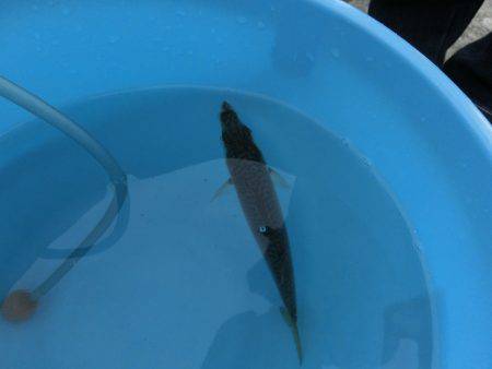 息子のタチウオ半デビュー