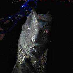 コアマン推し②