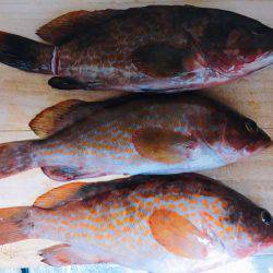 ミップル裏を西へ東へひたすらランガン