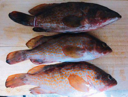 ミップル裏を西へ東へひたすらランガン