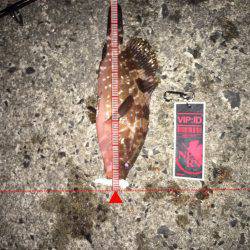 尺釣りたい、、、、、。