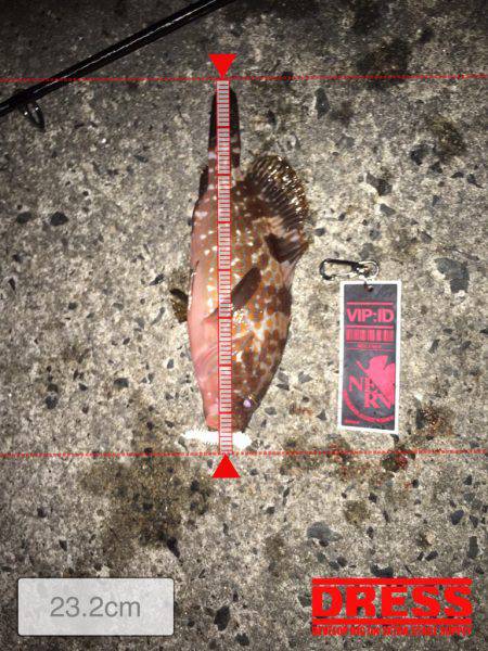 尺釣りたい、、、、、。