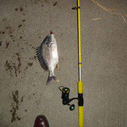 やっとチニングでキビレチヌをゲットしました。