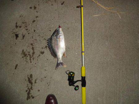 やっとチニングでキビレチヌをゲットしました。