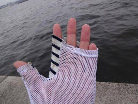 ツバス狙いでしたがゲット出来たのはサバちんでした。