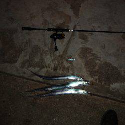 3度目の正直、青物狙い行ったのですが