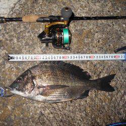 シーバス不発…。