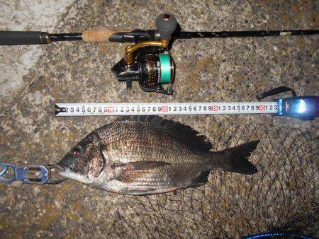 シーバス不発…。