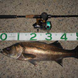 テトラ際のシーバスが好調♪