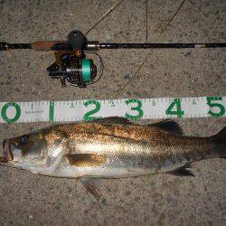 テトラ際でゴンッ♪