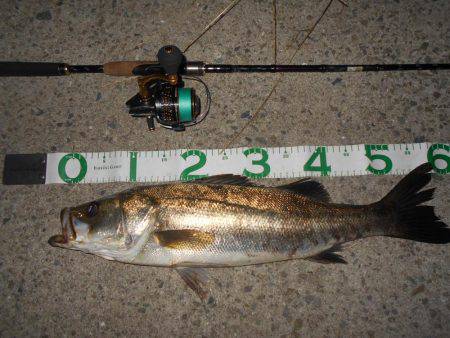 テトラ際でゴンッ♪