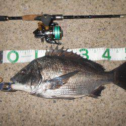 テトラ際で良型のチヌ♪。