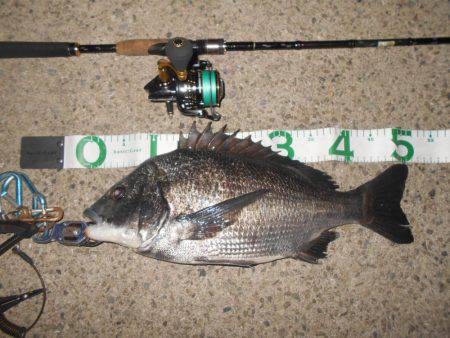 テトラ際で良型のチヌ♪。