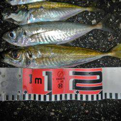 今夜もアジング