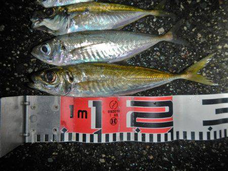 今夜もアジング