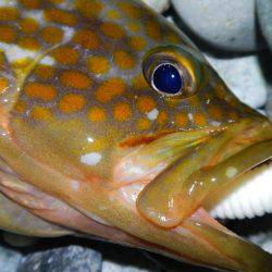 良い引きでした