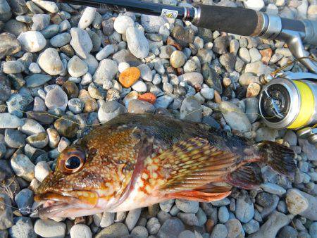 ゴロタでガシラ