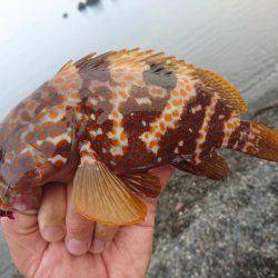 ゴロタサーフの根魚