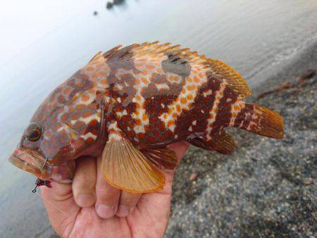 ゴロタサーフの根魚