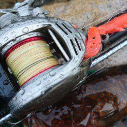 敦賀ロック☆尺キジハタ