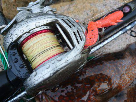 敦賀ロック☆尺キジハタ