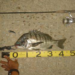 シーバス狙いでデカチヌhit