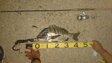 シーバス狙いでデカチヌhit