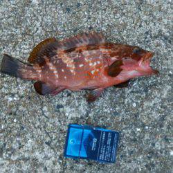 足元でキジハタ