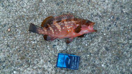 足元でキジハタ