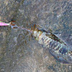 一時間ほどの釣行