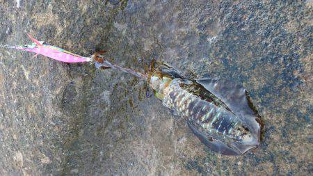 一時間ほどの釣行