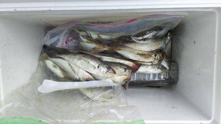 アジ祭り＆カマス