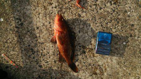 久しぶりのキジハタ